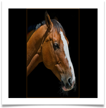 HORSE PORTRAIT  - Des Hawley